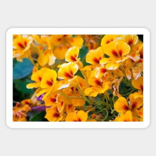 wildflowers Sticker